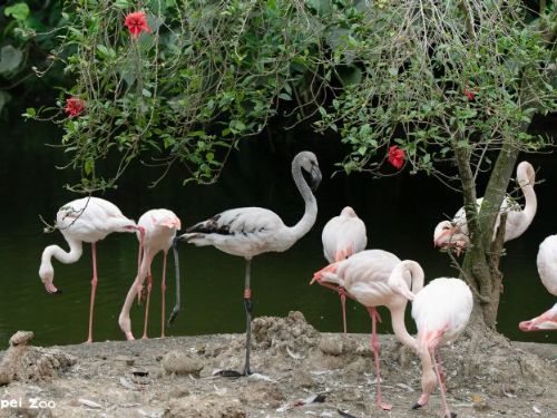 春末限定萌景登場！臺北市立動物園鳥寶寶陸續現身，水邊草叢充滿生命力